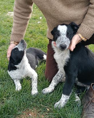 Cuccioli di Border Collie