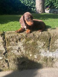 Cuccioli di bassotto nano
