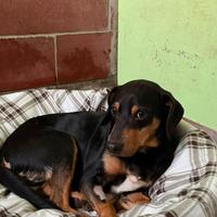 Piri mix pinscher taglia piccola