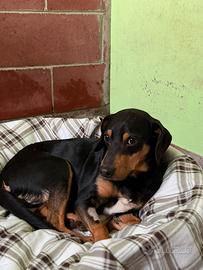 Piri mix pinscher taglia piccola