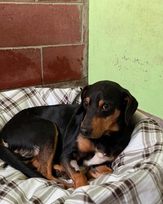 Piri mix pinscher taglia piccola