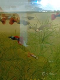 Guppy Dumbo Red Theil 