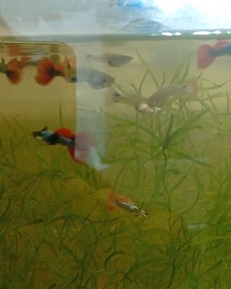 Guppy Dumbo Red Theil 