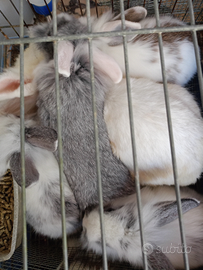 Coniglietti ariete e teste leone