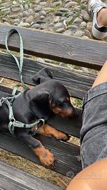 Cucciolo bassotto nano