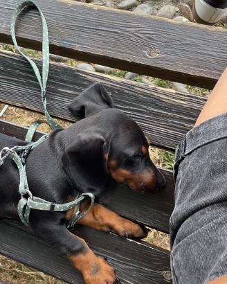Cucciolo bassotto nano
