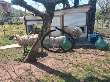Agnello maschio