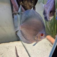 Svendita 6 discus