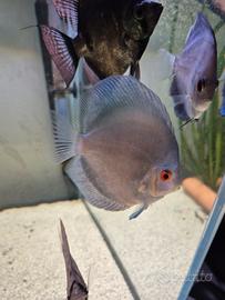 Svendita 6 discus