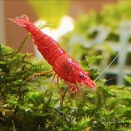 Neocaridine/caridine Red per acquario dolce