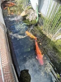 Carpe koi
