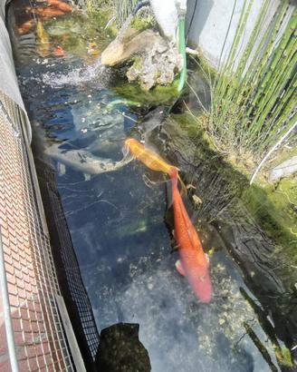 Carpe koi