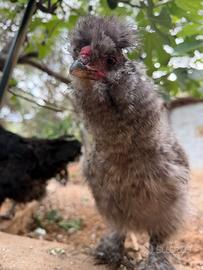 Gallo moroseta nano