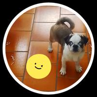 Carlino maschio 4 mesi