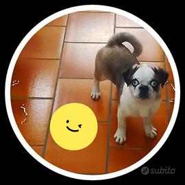 Carlino maschio 4 mesi