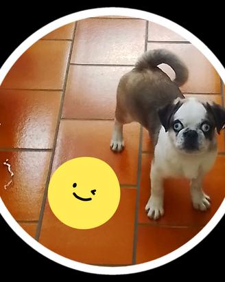 Carlino maschio 4 mesi