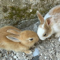 Coniglietti Domestici