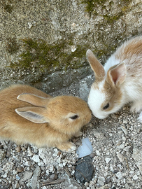 Coniglietti Domestici