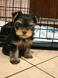 Cucciolo Yorkshire