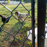 Galli razza Moroseta