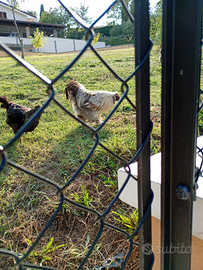 Galli razza Moroseta