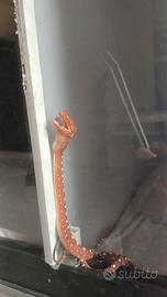 Serpente