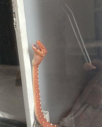 Serpente
