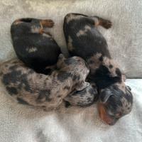 Cuccioli Bassotto Arlecchino Kaninchen/Nano