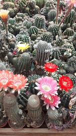 Piante  grasse da collezione