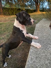 Amstaff cuccioli con pedigree