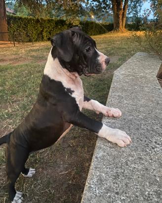 Amstaff cuccioli con pedigree