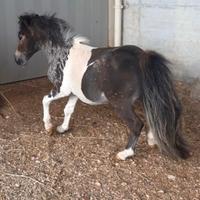 Pony mini shetland