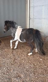 Pony mini shetland