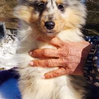 Shetland maschio Blue merle