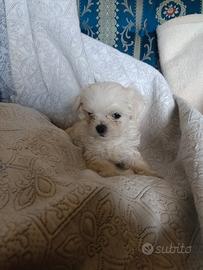 Maltese coreano