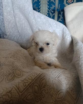 Maltese coreano