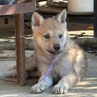 Cucciola di cane lupo cecoslovacco