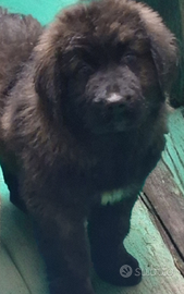 Pastore del caucaso cucciolo