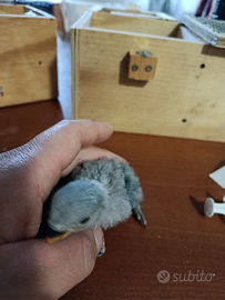 Inseparabili allevati a mano