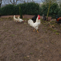 Gallo livornese per galline