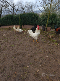 Gallo livornese per galline