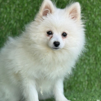 Spitz di pomerania