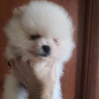 Spitz tedeschi nani Pomerania