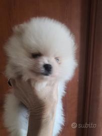 Spitz tedeschi nani Pomerania