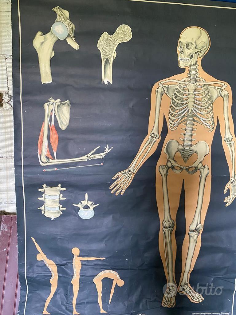 poster anatomia corpo umano - Collezionismo In vendita a Forlì-Cesena
