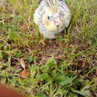 Pappagalli da imbecco