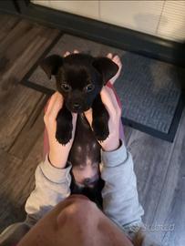 Cani di razza piccola