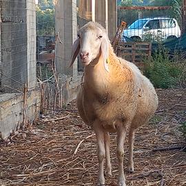 Pecore
