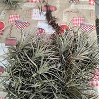 Tillandsia aeranthos 