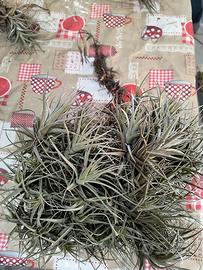 Tillandsia aeranthos 